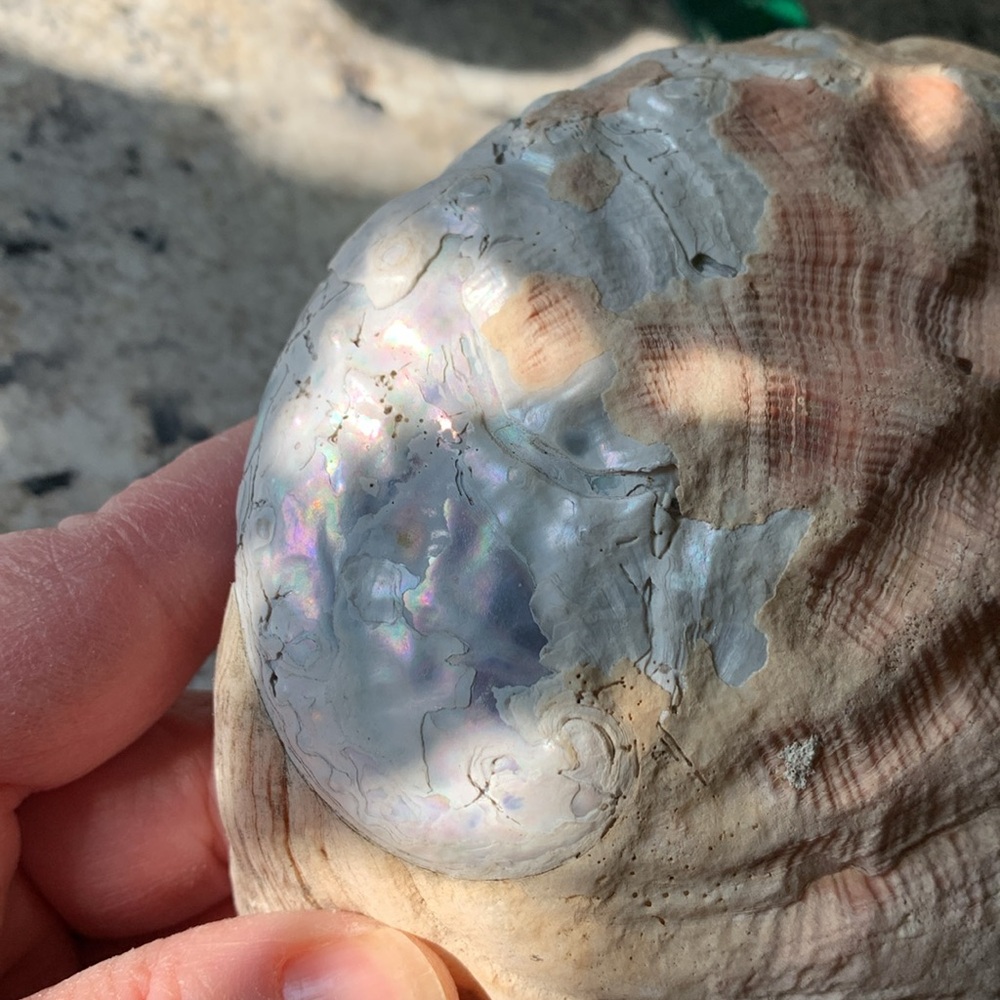 Abalone Sea Shell - Picture 6 of 9